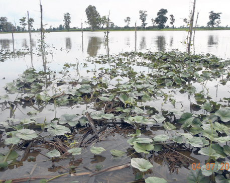 Mahakali floodwaters destroy crops in Kanchanpur