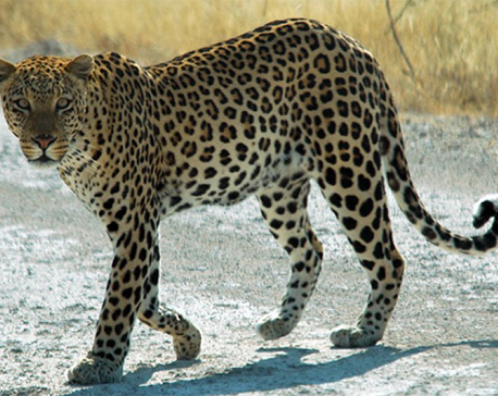 Leopard terrorizing village captured