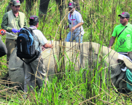 Three CNP rhinos translocated to Bardia amid protests