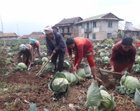 Farmers in Khotang practice multiple cropping