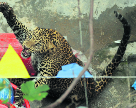 Leopards increasingly enter human settlements of Kathmandu Valley