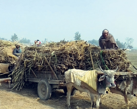 Rautahat sugarcane farmers offered cash for first time in a decade