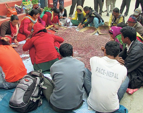 NFC starts buying beans, buckwheat in Karnali