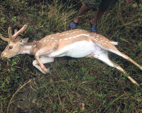 Two deer killed after being hit by a vehicle