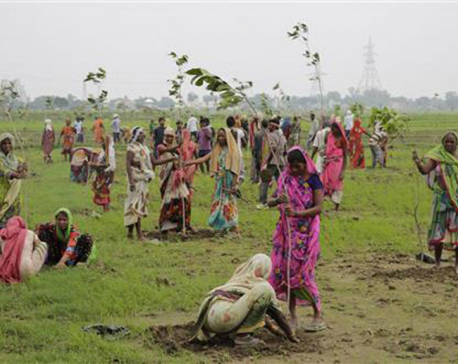 India state aims to plant a record 50 million trees in a day