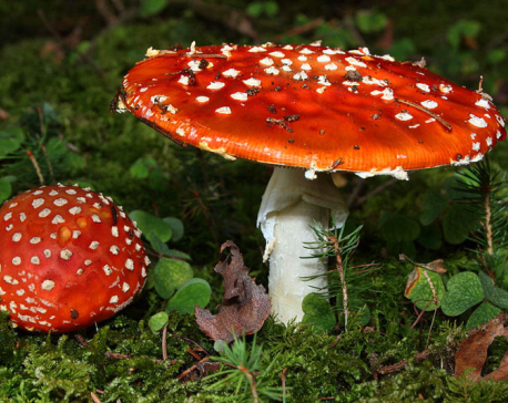 Five taken ill after consuming wild mushroom