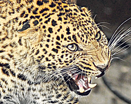 Leopard terror in Bandipur