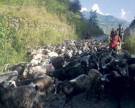 Mustang to supply 25,000 sheep and mountain goats for Dashain