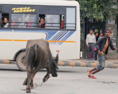 In pictures: Buffalo on the loose creates panic in Sundhara