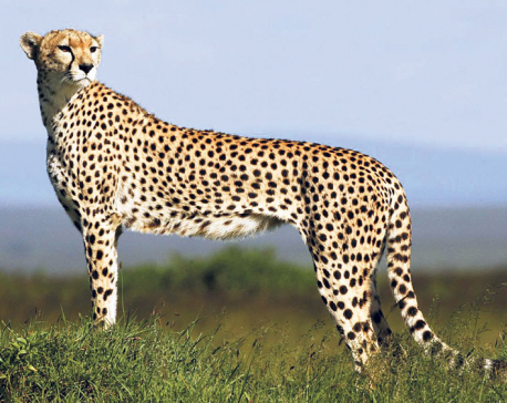 Cheetah headed for extinction, just 7,100 left