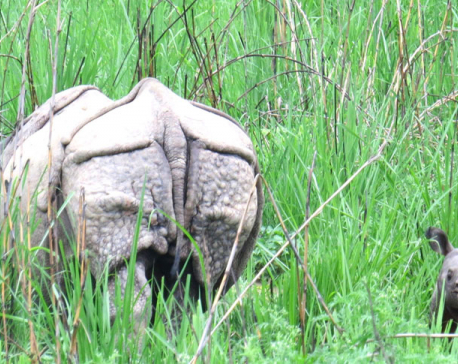 Bardiya NP nursing new mother rhino with favorite grass