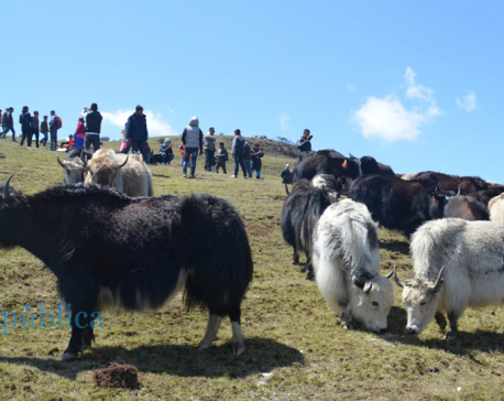 Chhauri festival: A unique opportunity to be with the yaks in their abode (With picture)