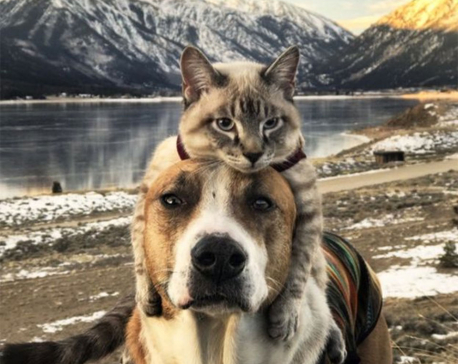Henry and Baloo: Dog and cat travel companions gain cult following