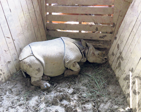 CNP captures 4 baby rhinos for gifting to China