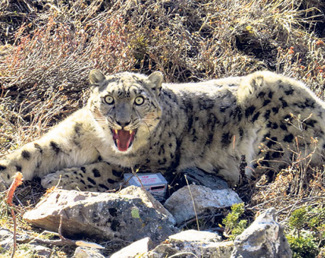 Census of snow leopards begins in Dolpa