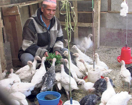 Commercial farming of turkey and ‘laukat’ begins in Jumla