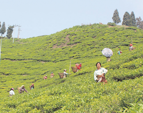 Most workers in tea industry are temporary