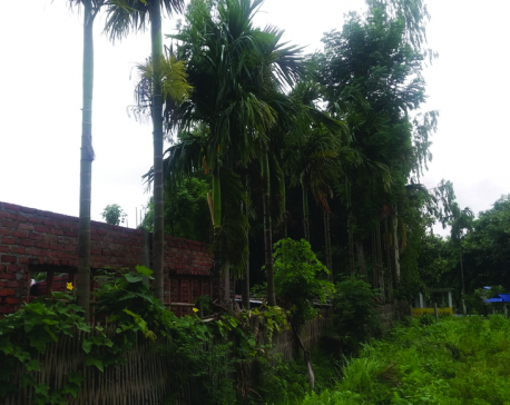 Encroachment of forest continues unabated