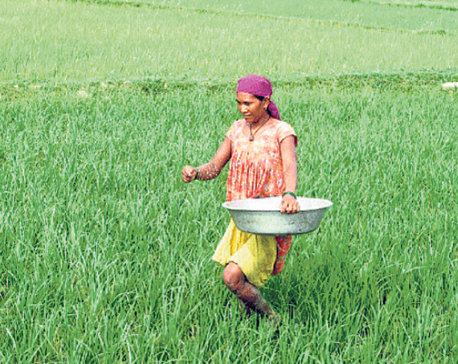 Farmers continue to reel under shortage of chemical fertilizers