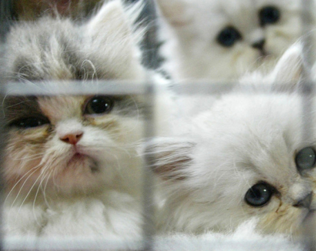 US govt blocks info release on thousands of kittens experimented & killed at Maryland lab
