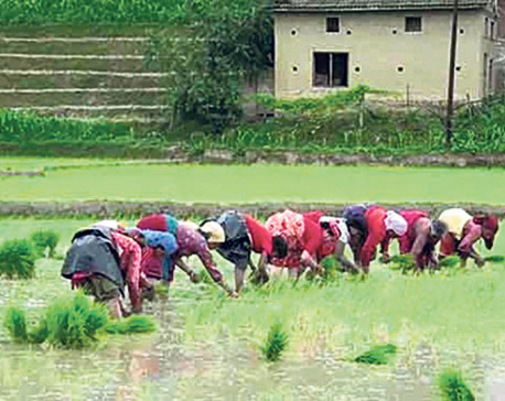 92 percent paddy plantation completed
