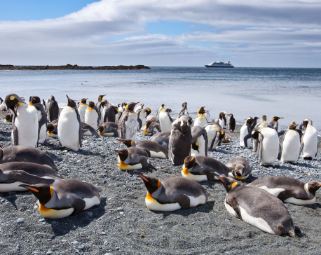 Penguin Island's penguins in battle for survival against climate change, human threats