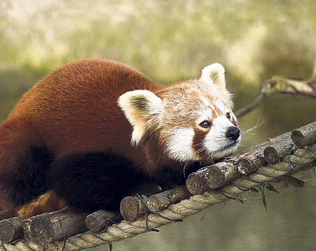 Red panda threatened by poachers