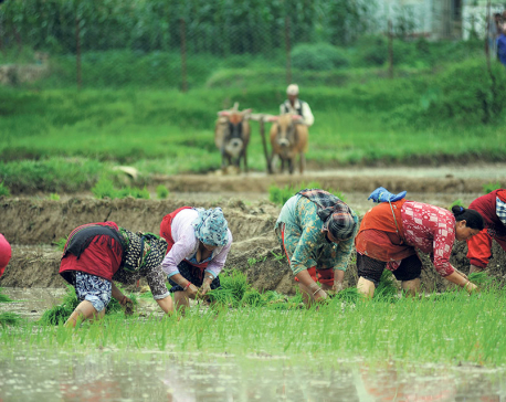 Agriculture ministry projects 8.39% growth in paddy production