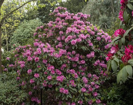 Climate change held responsible for early blooming of rhododendron