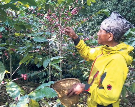 Dhading farmers busy harvesting coffee