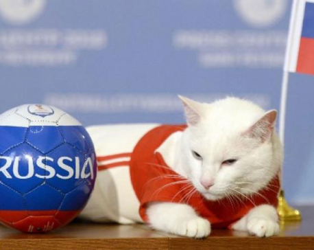 FIFA World Cup 2018: Russia to win first match, predicts Achilles the 'psychic' cat