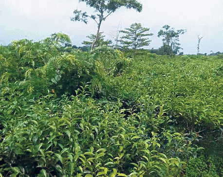 Jhapa farmers quitting tea farming