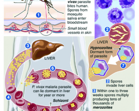 Infographics: Malaria one-dose treatment