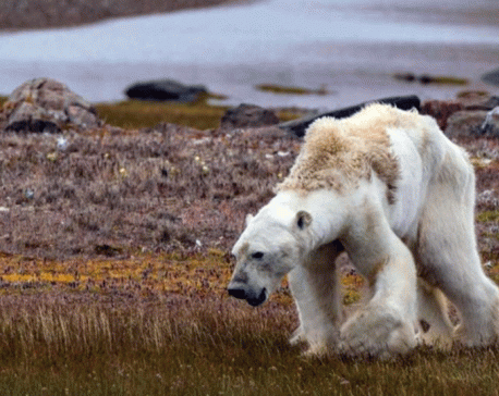 Photographer behind viral image of starving polar bear raises questions about climate change narrative