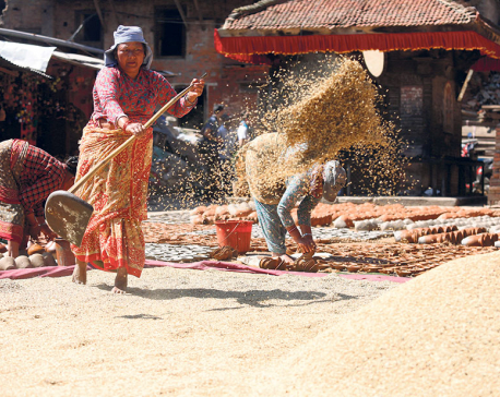 Agriculture ministry fixes minimum support price for paddy