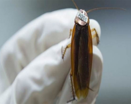 Scientists built a robotic cockroach that can walk on water