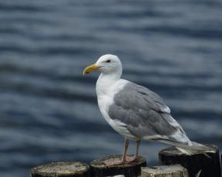 Drunken seagulls found lurching on beaches