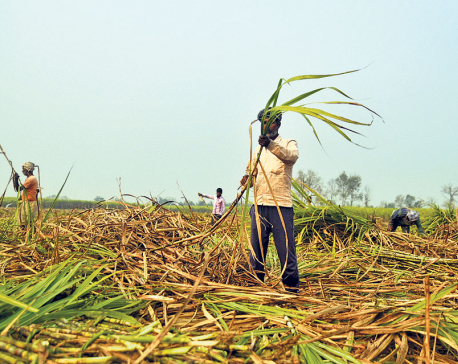 Sugarcane farmers still waiting for payment