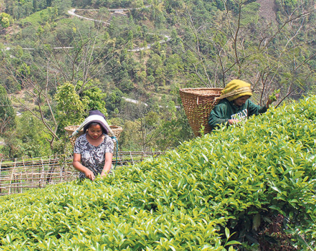 Only five percent of tea farmers take loans to expand business: Report