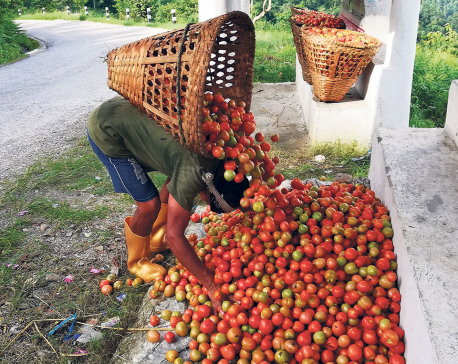 Farmers worried as India halts tomato exports via Kakarbhitta