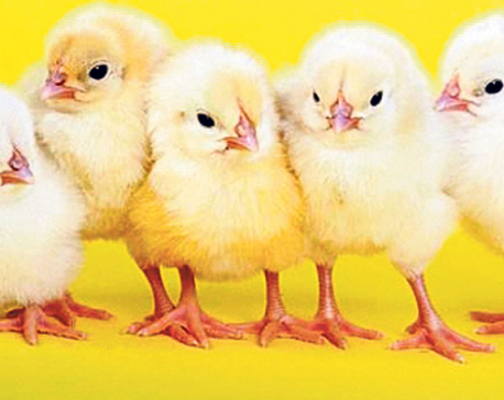 Farmers uninterested in raising broiler chicks