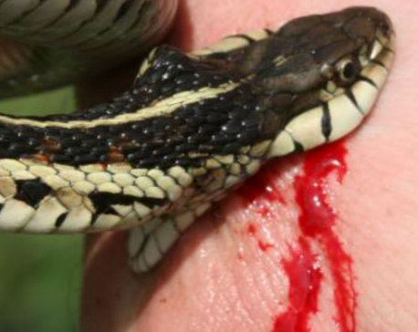 Snakebite menace in Bardibas