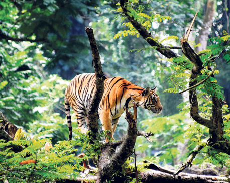 Silent roar of a tiger