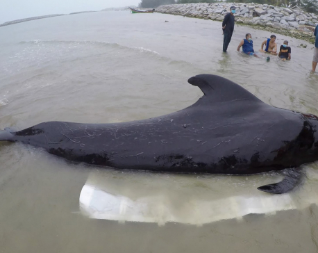 Whale dies from eating more than 80 plastic bags