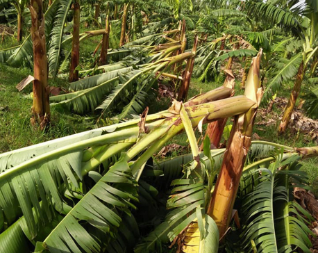 Storm causes loss of Rs 45 million to banana farmers