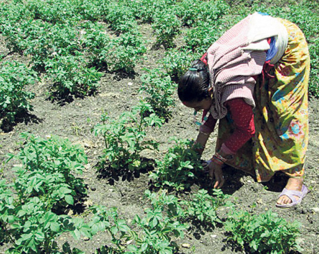 Schools switch to farming to pay teachers’ salaries