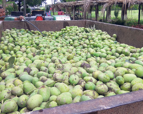 Storm damages mango, litchi orchards in Sarlahi