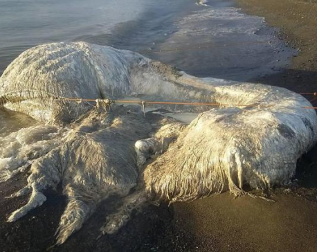 Mysterious hairy sea creature dubbed ‘globster’ washes up on Philippines beach