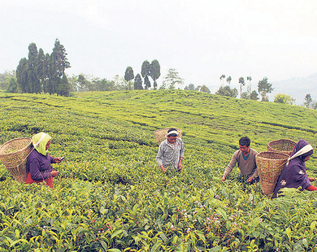 Ilam farmers not getting right price for green leaves: Study
