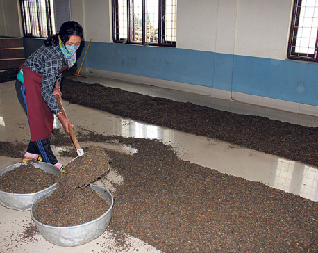 Huge quantity of green tea leaves go to waste in Jhapa